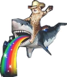 a cat riding on top of a shark with a rainbow