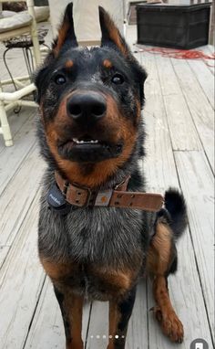 a brown and black dog sitting on top of a wooden deck