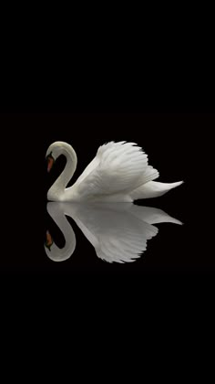 a white swan is swimming in the water