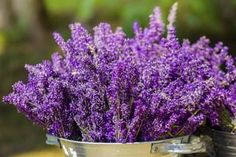 purple flowers in buckets sitting on the ground