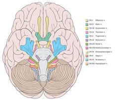 an image of the human brain with different areas labeled in it, including one part of the