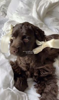 American Cocker Spaniel Puppies, Regnul Animal, Cute Ducklings, Cocker Spaniel Puppies, Cocker Spaniel Dog, Spaniel Puppies, Pretty Dogs