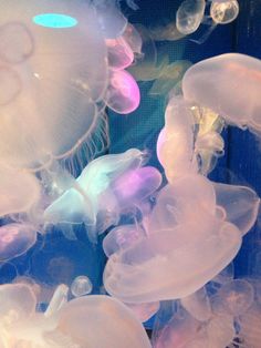 the jellyfish are all different colors and sizes, but they can be seen in this photo