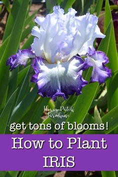 purple and white flowers with the words get tons of blooms how to plant iris