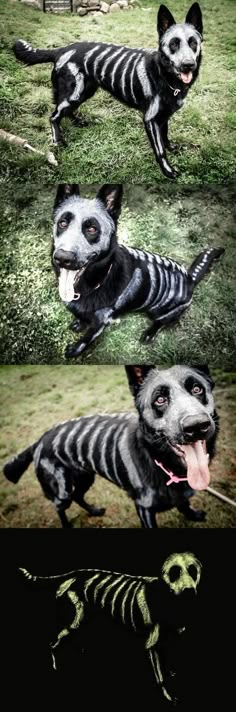 two pictures of a dog with skeleton markings on it's face and chest, one is