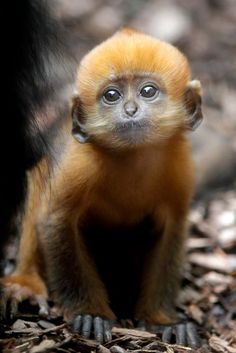 a small brown monkey sitting on top of dry leaves and looking at the camera with one eye open