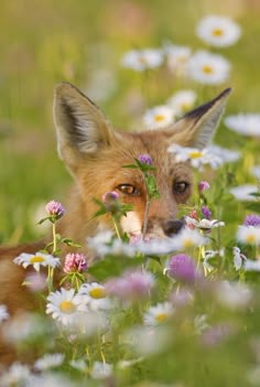 a fox hiding in the middle of some daisies and wildflowers with its eyes open