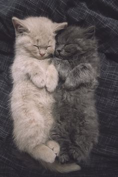 two kittens cuddle together on a blanket