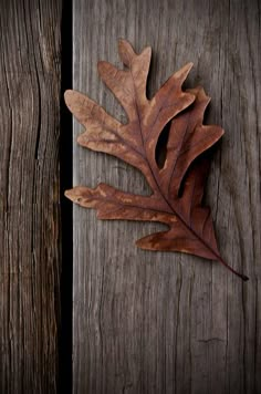 an oak leaf laying on top of a wooden table