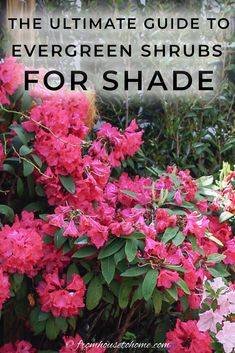 the ultimate guide to evergreen shrubes for shade in your yard or garden, with text overlay that reads the ultimate guide to evergreen shrubs for shade