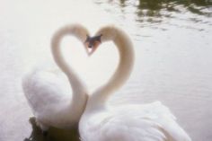 two white swans making a heart shape in the water