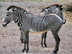 two zebras standing next to each other in the dirt