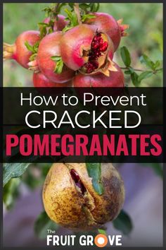 how to prevent cracked pomegranates from fruit grower's guide