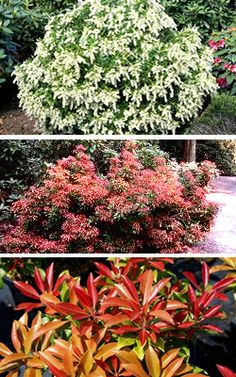 four different types of shrubs in various stages of blooming, from green to red