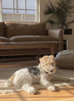 a small dog laying on top of a rug in a living room next to a couch