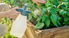 a woman is watering plants in her garden with a sprayer on the planters