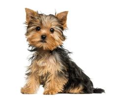 a small brown and black dog sitting on top of a white floor