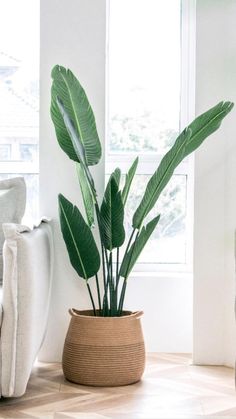 a potted plant sitting on top of a wooden table