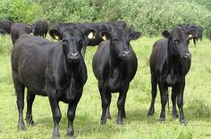 a herd of black cows standing on top of a grass covered field with trees in the background