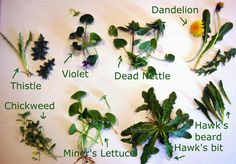 a bunch of plants that are labeled in different parts of the plant, including dandelion, violet, dead nettle, chickweed, and hawk's head