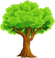 a big tree with green leaves on the top and bottom branches, isolated on white background