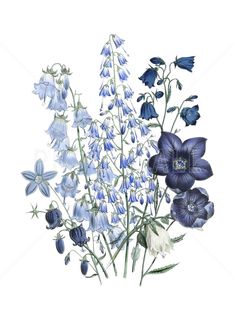 an illustration of blue and white flowers