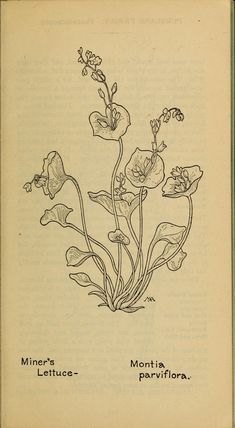 an old book with some flowers on it's cover and the words minnesota, lettuce - parviflora