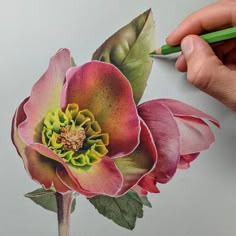 Up Drawings, Botanical Sketchbook, Sky Art Painting, Painting Board, Watercolor Flowers Tutorial