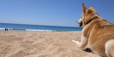 a dog is sitting on the beach looking out at the water and people in the distance