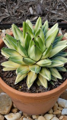 a small green plant in a clay pot