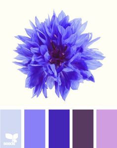 a purple flower is in the middle of color swatches