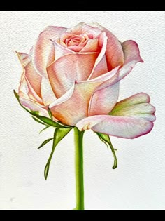 a painting of a pink rose on a white background