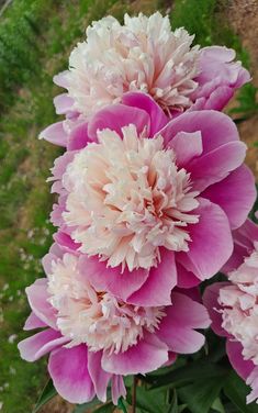 pink and white flowers are in a vase on the ground near some green grass,