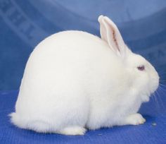 a white rabbit sitting on top of a blue surface