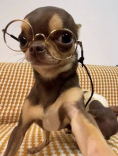 a small dog wearing glasses on top of a couch