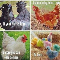 chickens and roosters are shown in four different pictures with the words plan on being here, if your hair is here, before you can ever be here, or here