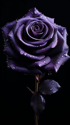 A beautiful purple rose created with AI. This wonderful piece would make a lovely addition to any home and would also make an excellent gift for a loved one. It would also make an excellent wallpaper for any smartphone. Product images are mockups displaying what the product would look like if you choose to purchase. Please note that this does not include a phone or any other item other than the piece of digital art. This piece of art is intended for personal use and not intended for commercial u Aesthetic Images Purple, Dark Blue Roses Wallpaper, Cute Rose Wallpaper, Girlish Wallpapers, Rose Phone Wallpaper, Purple Flowers Aesthetic, Free Wallpaper For Iphone, Purple Flower Wallpaper, Purple Rose Bouquet