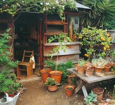 an outdoor garden with lots of potted plants and oranges on the table in front of it