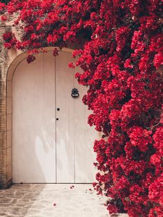 a white door surrounded by red flowers