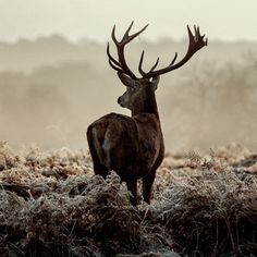 a deer standing in the middle of a field covered in frosty grass and bushes