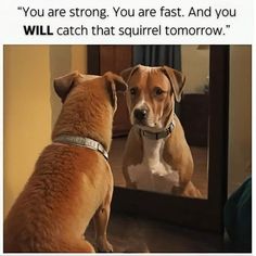 a dog looking at its own reflection in a mirror with the caption, you are strong, you are fast and you will catch that squirrel tomorrow