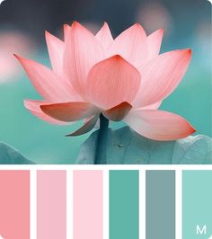 a pink lotus flower is in the center of a color palette with blue and green