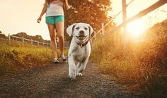 a woman walking her dog down a path at sunset or sunrise with the sun shining on her face