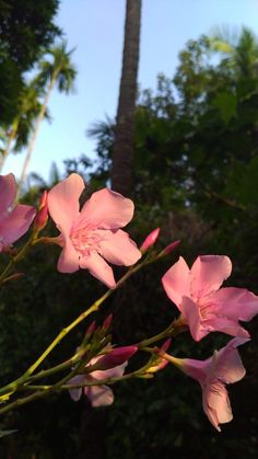 pink flowers are blooming in front of palm trees