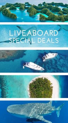 an aerial view of several different types of boats in the ocean with text overlay that reads liveaboard special deal