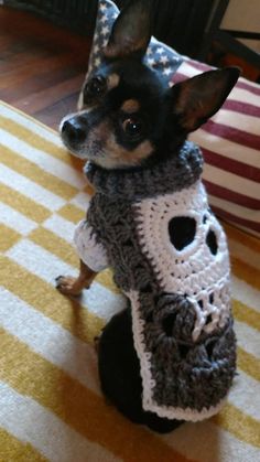 a small dog is wearing a crocheted sweater with a skull on it's chest