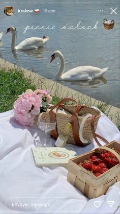 two swans are swimming in the water and one is eating strawberries from a basket