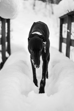 a black dog is walking through the snow