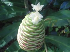 a close up of a flower on a tree