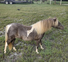 a brown and white horse standing on top of a lush green field next to a truck